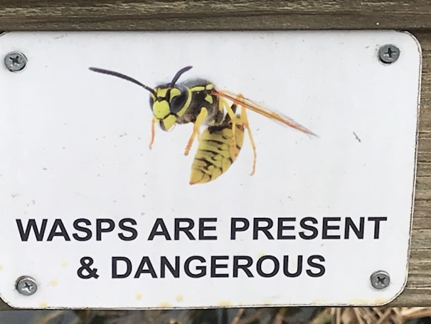 A warning sign is attached to a wooden surface with screws, displaying an illustration of a wasp. The message on the sign reads 'WASPS ARE PRESENT & DANGEROUS' in bold black letters.