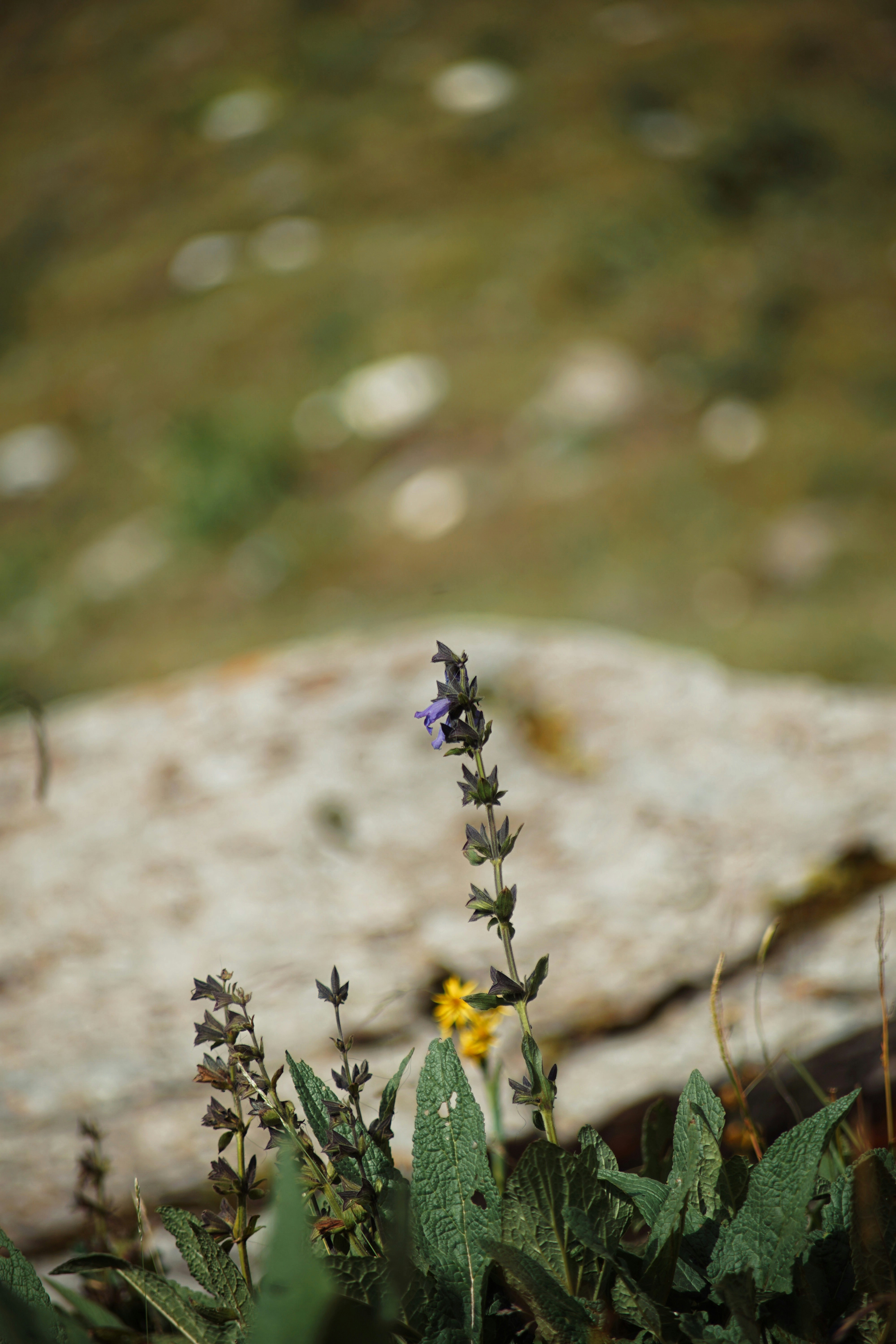 Photo by judahwester