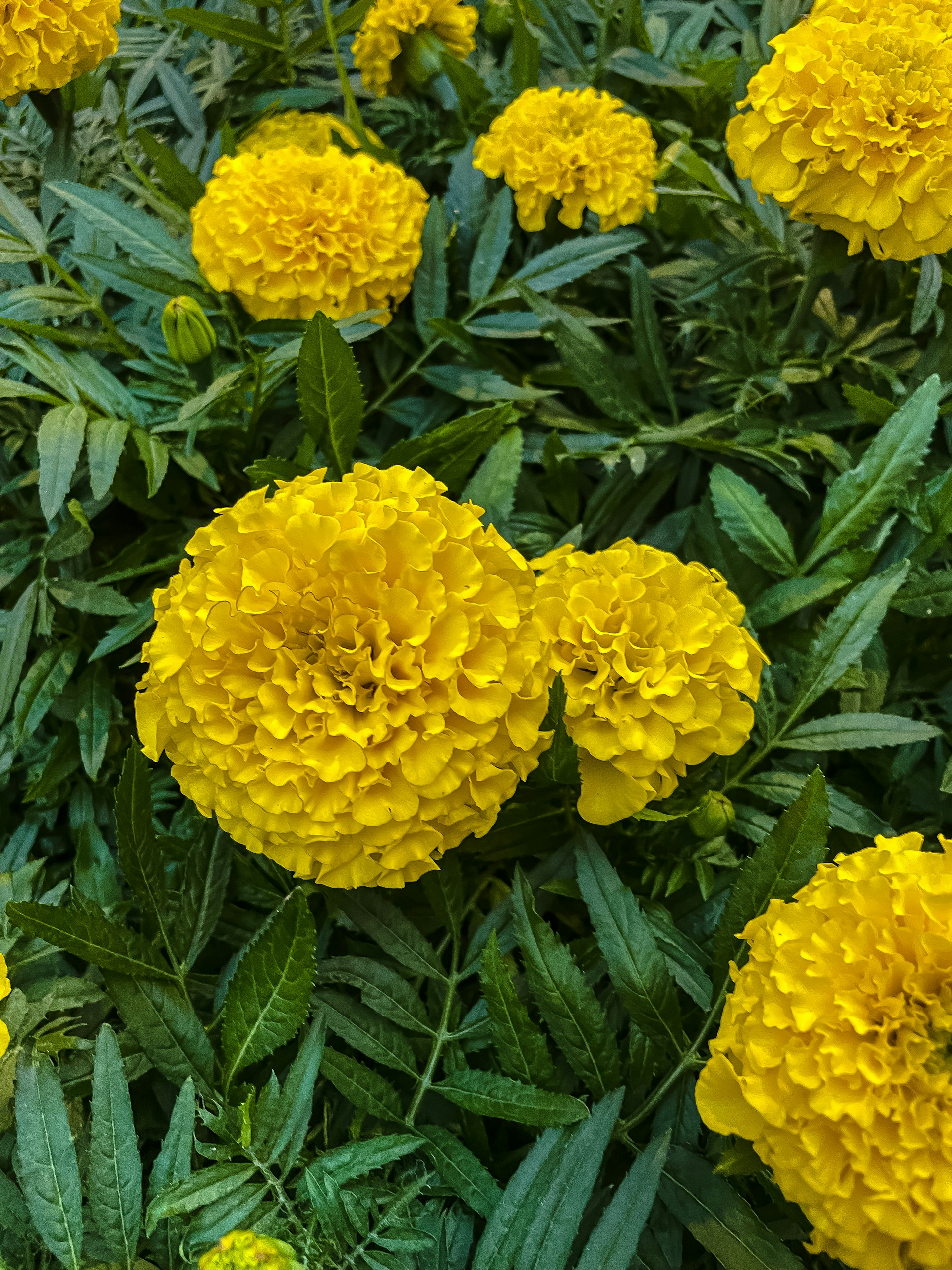a group of yellow flowers