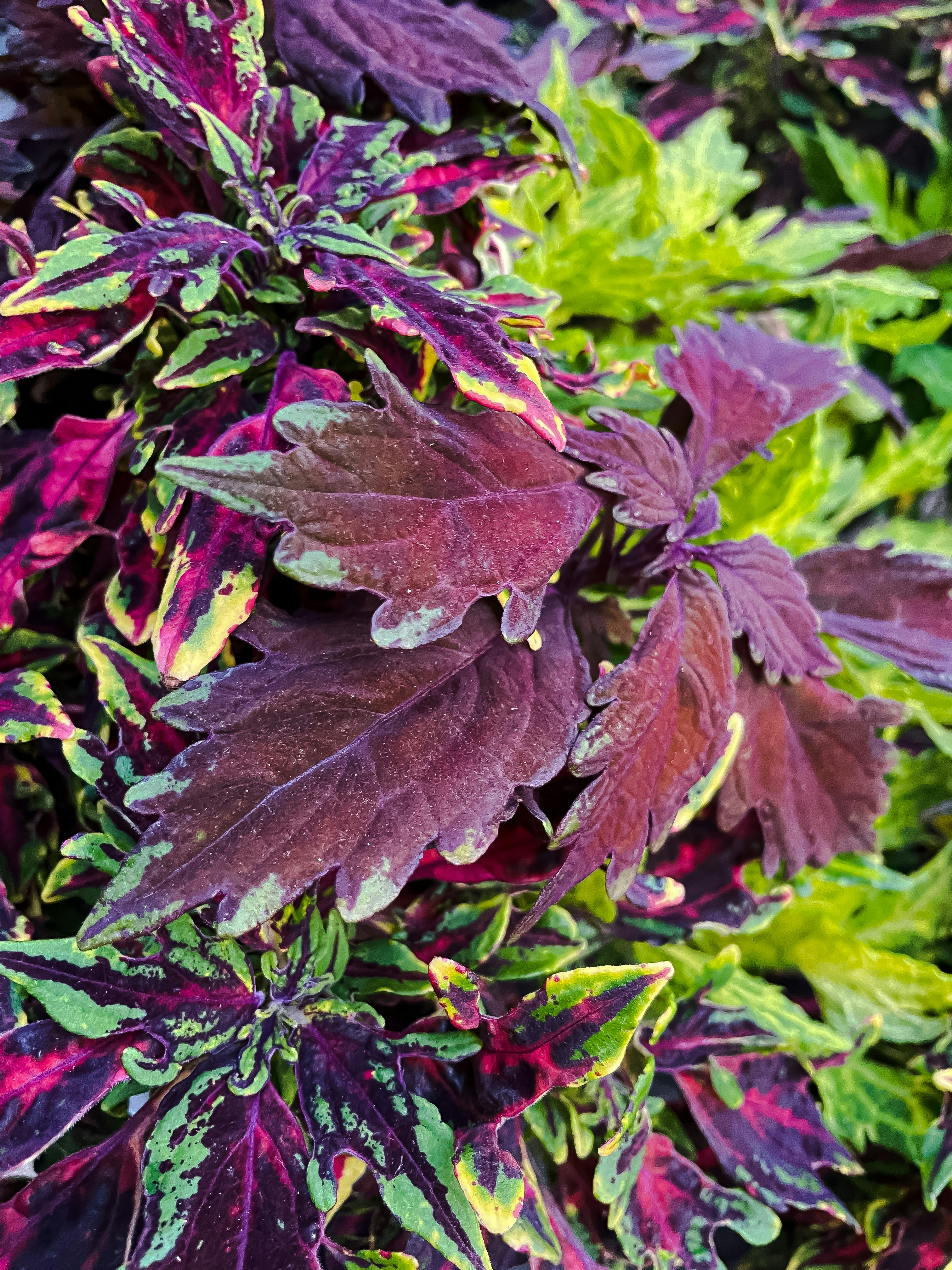 Viveiro Ciprest - Plantas Nativas e Exóticas: Maracujazinho Roxo (  Passiflora edulis ), image size:3000x4000