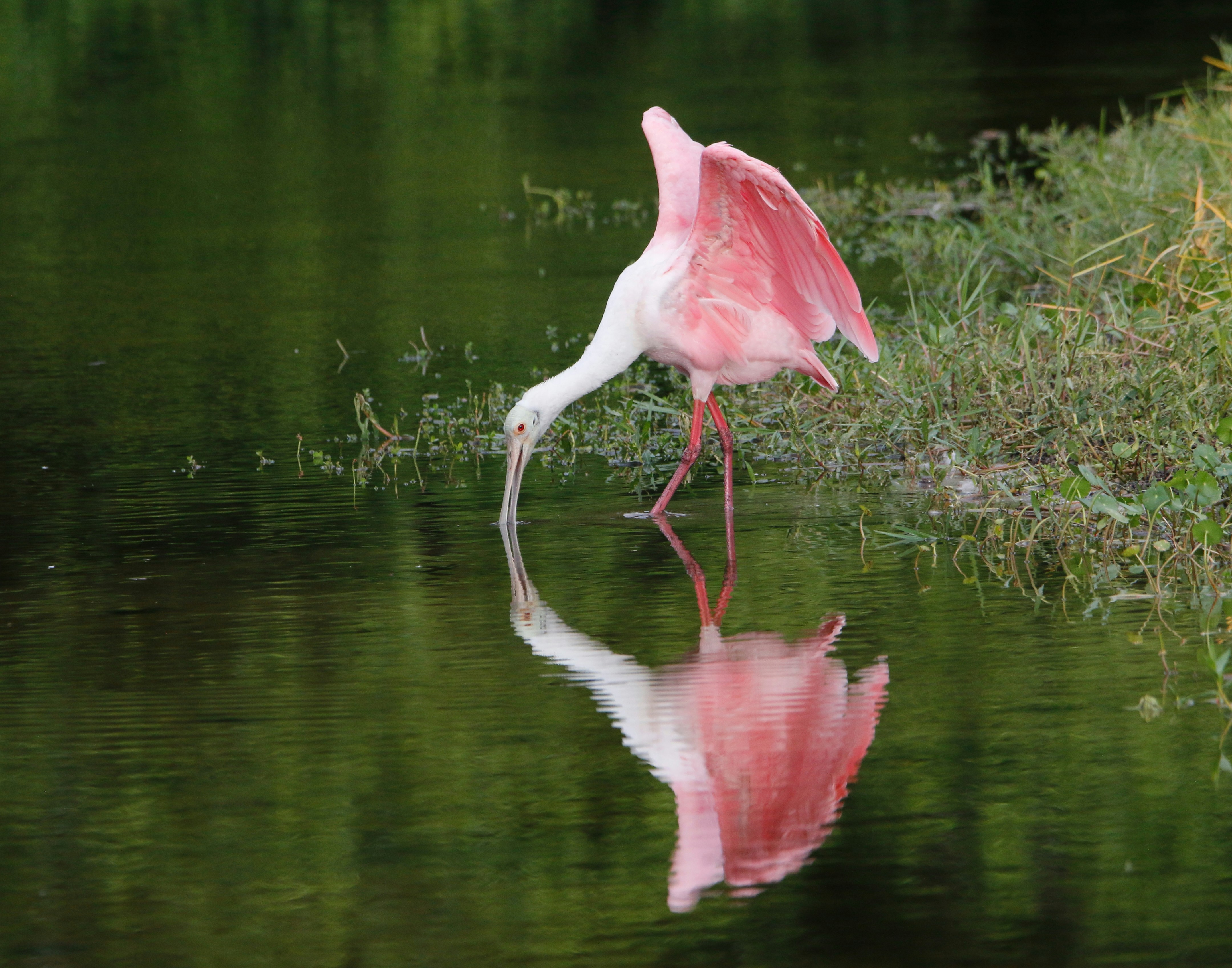 Photo by goldenplover31