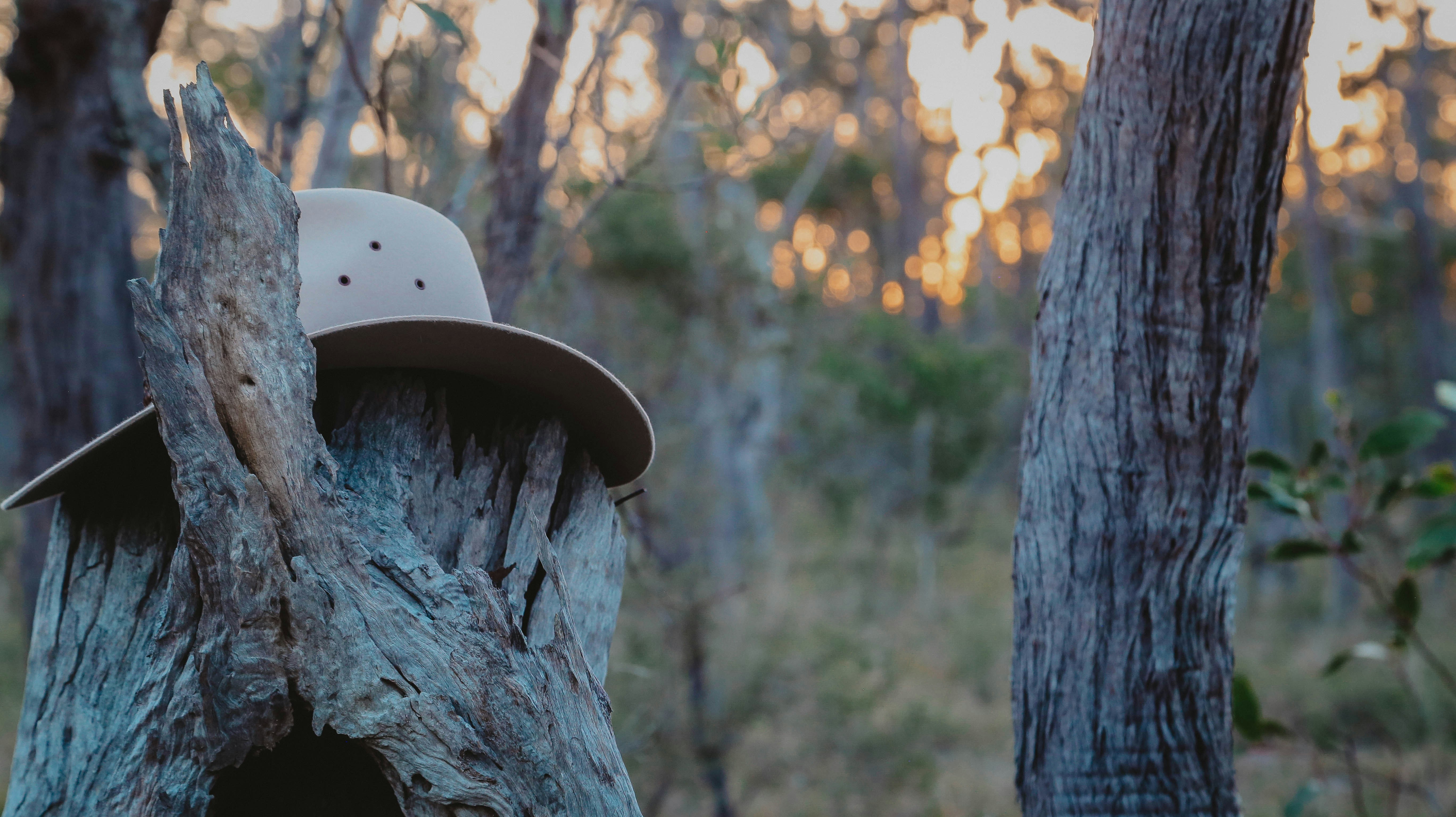 a white hat on a tree