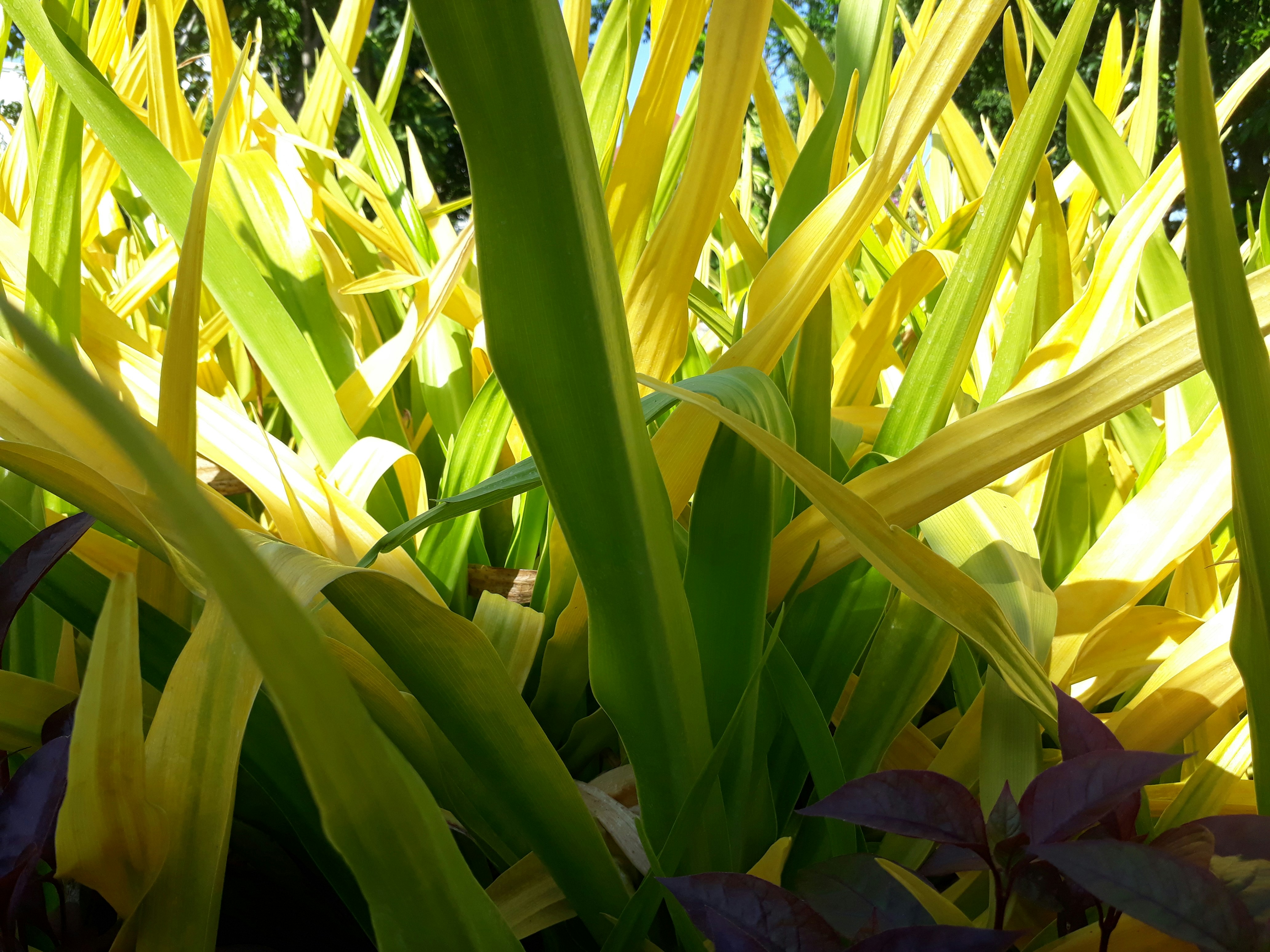 A group of plants photo Free Plant Image on Unsplash