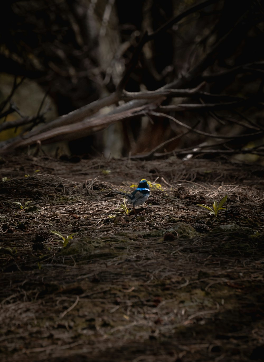 a bird standing on the ground