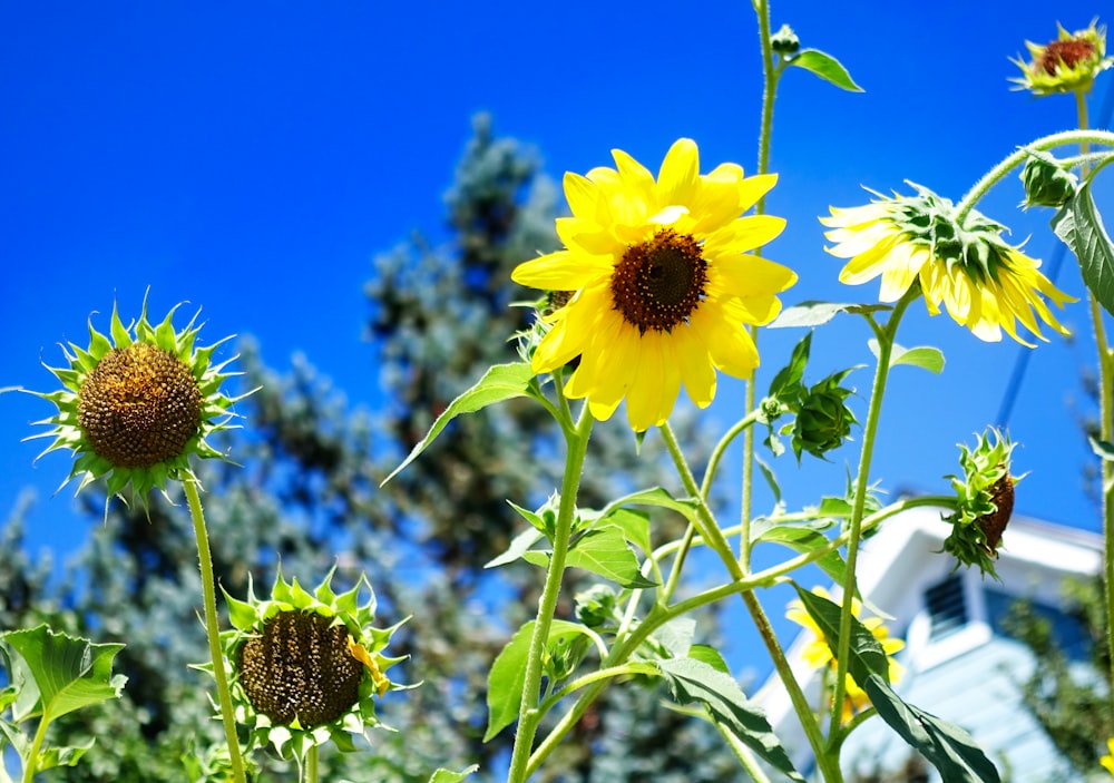 a group of sunflowers