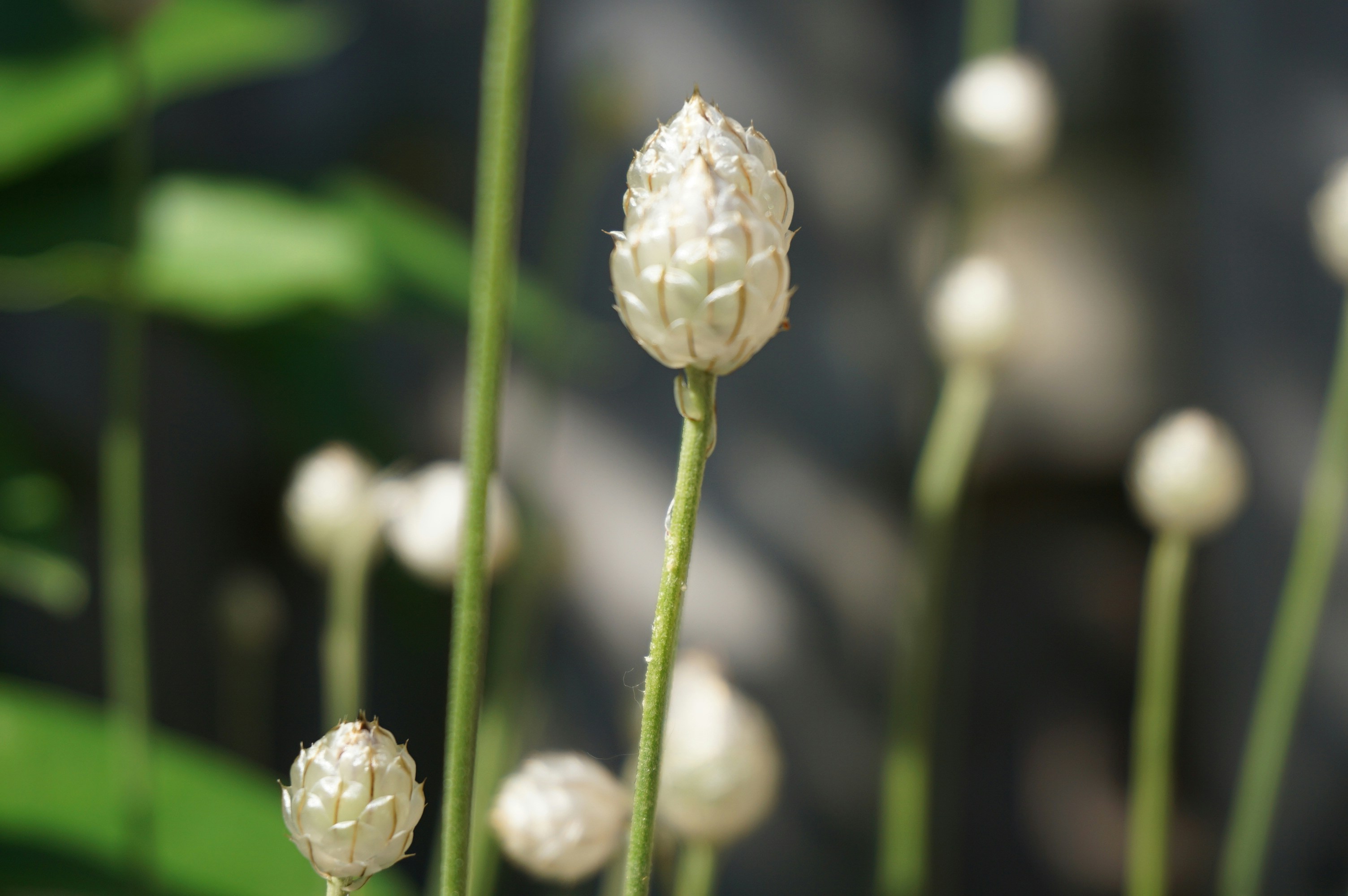 close up of white flowers