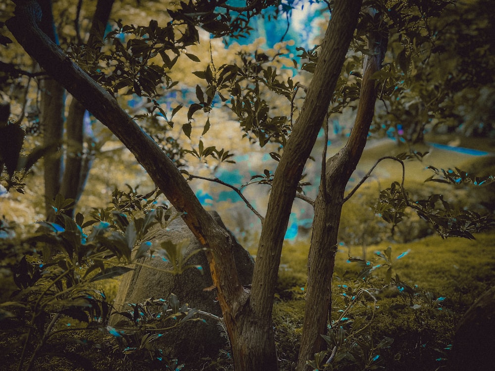 a group of trees with branches and leaves