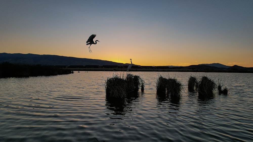 a bird flying over a lake
