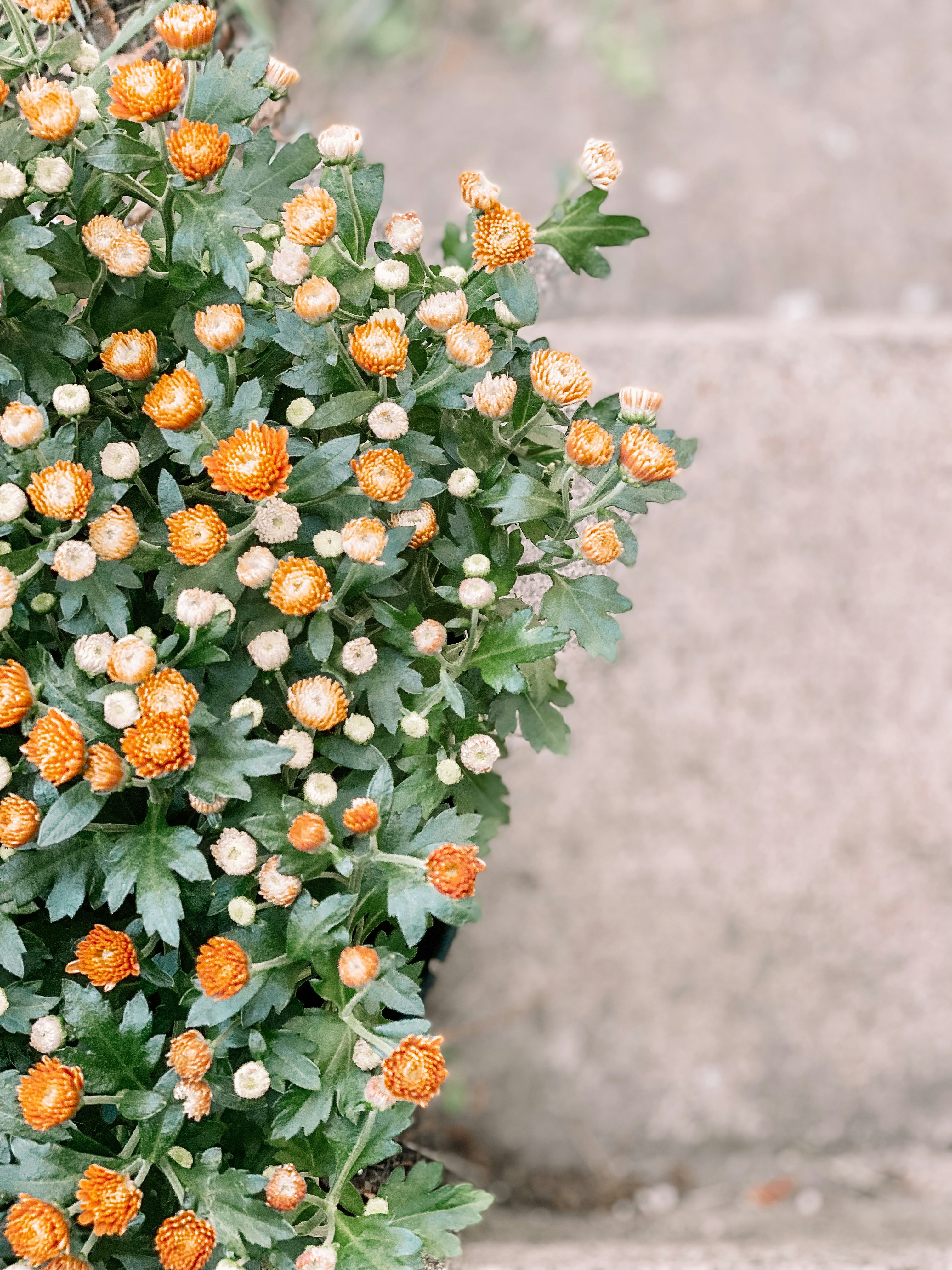 a bush with orange flowers