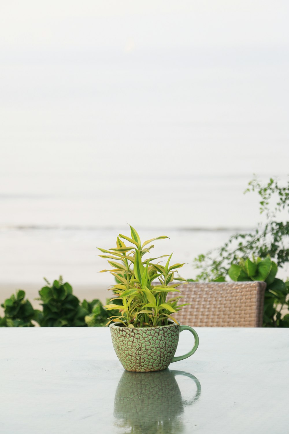 a potted plant on a table