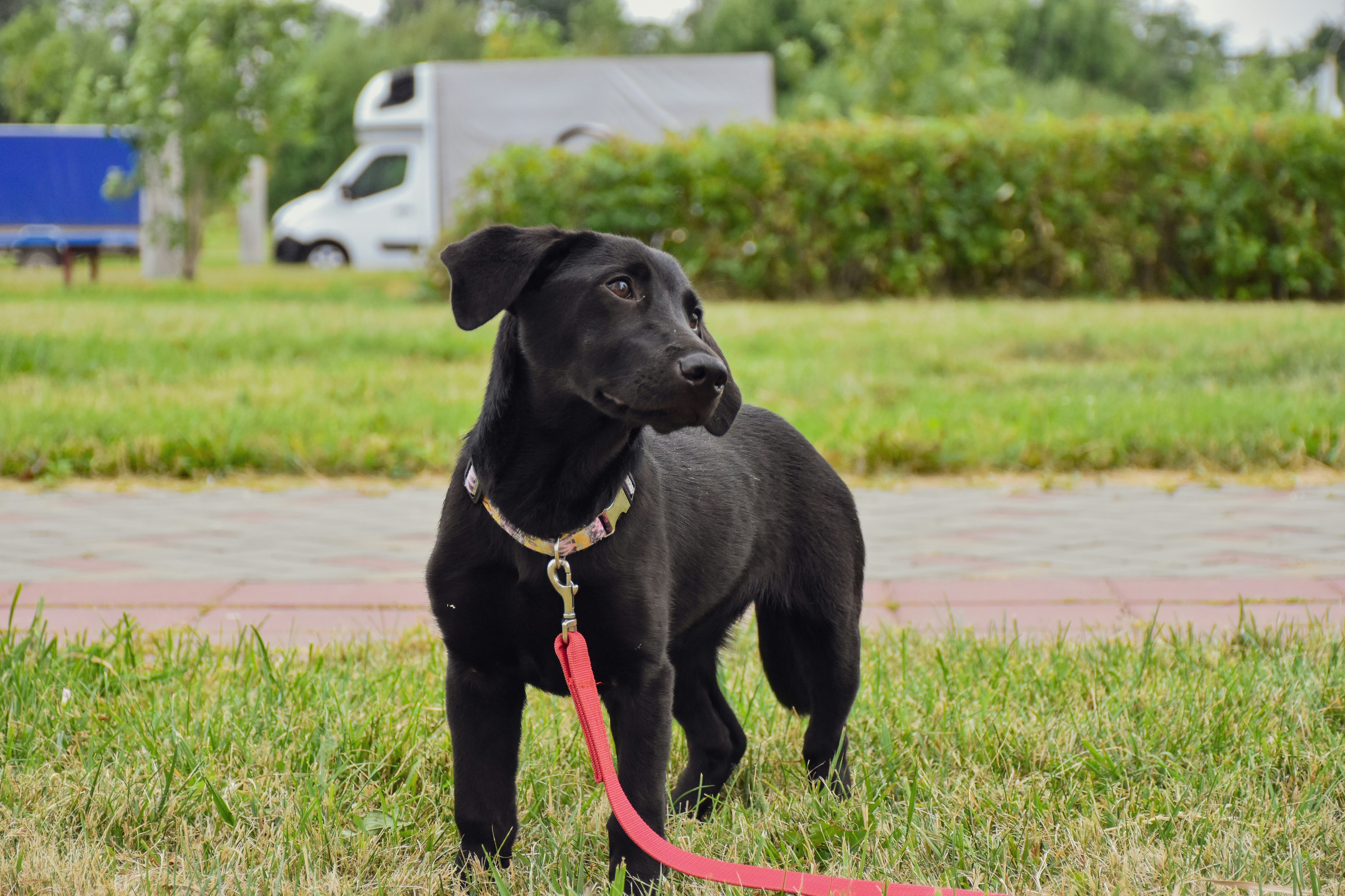 Training and Behavioral Cues From Tail Movement