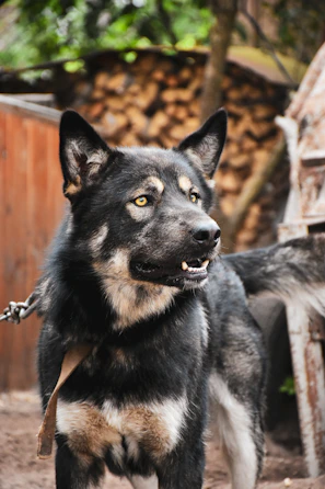 An alert Cane Corso displaying its confident, loyal temperament during outdoor exercise.