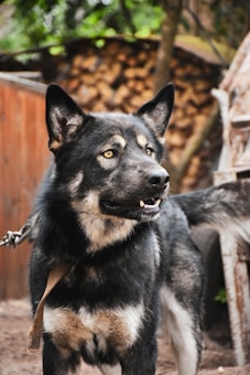 A large, alert canine with black and tan fur, pointed ears, and bright yellow eyes is seen in a natural outdoor setting. The dog appears to be on a leash and stands in front of a backdrop of stacked firewood and wooden structures.