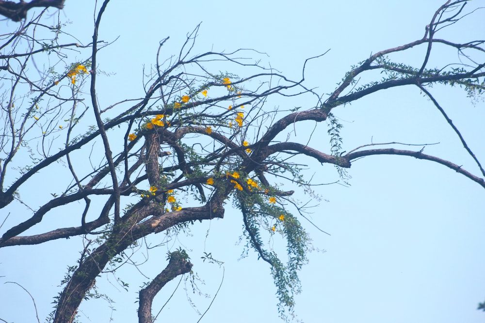 un árbol con flores amarillas