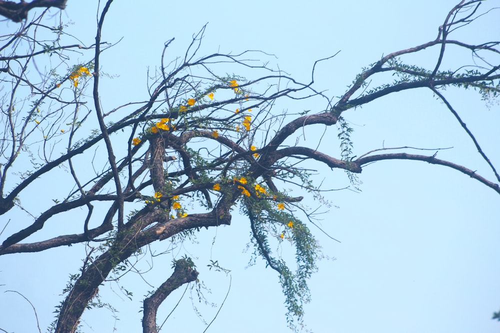 a tree with yellow flowers