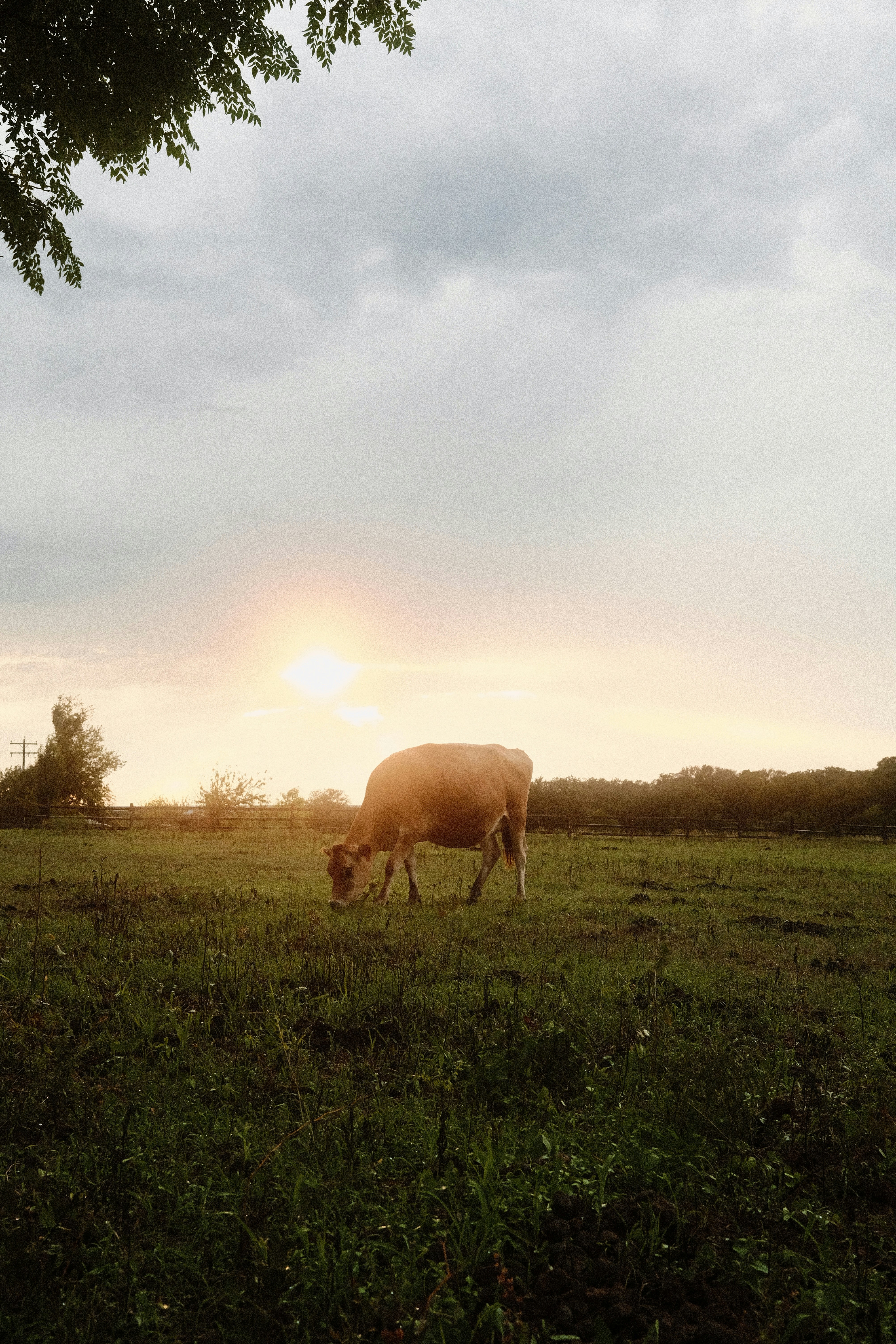 a cow grazing in a field