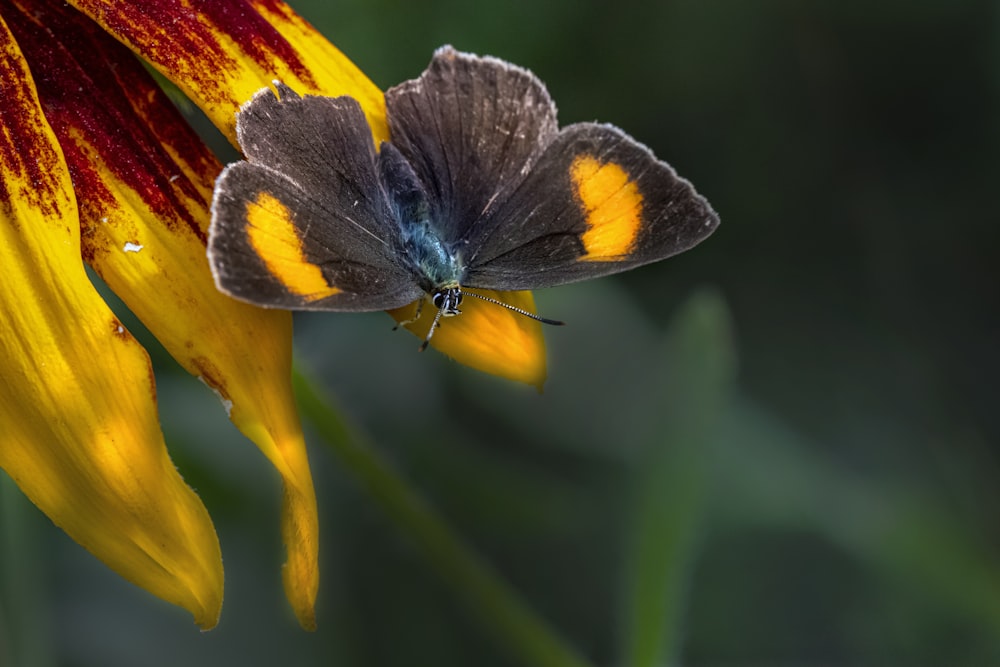 a butterfly on a flower