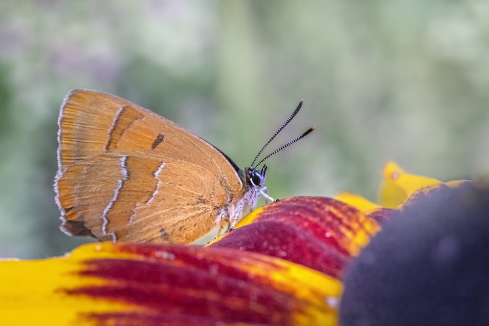 a butterfly on a flower