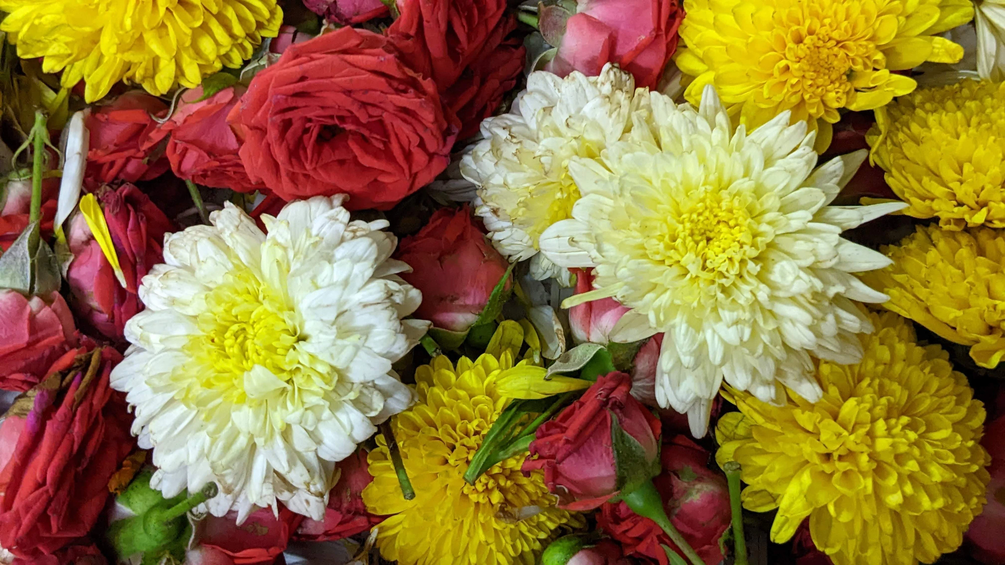 A bed of bright flowers, as used for Onam pookalam