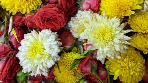 Onam & Pongal