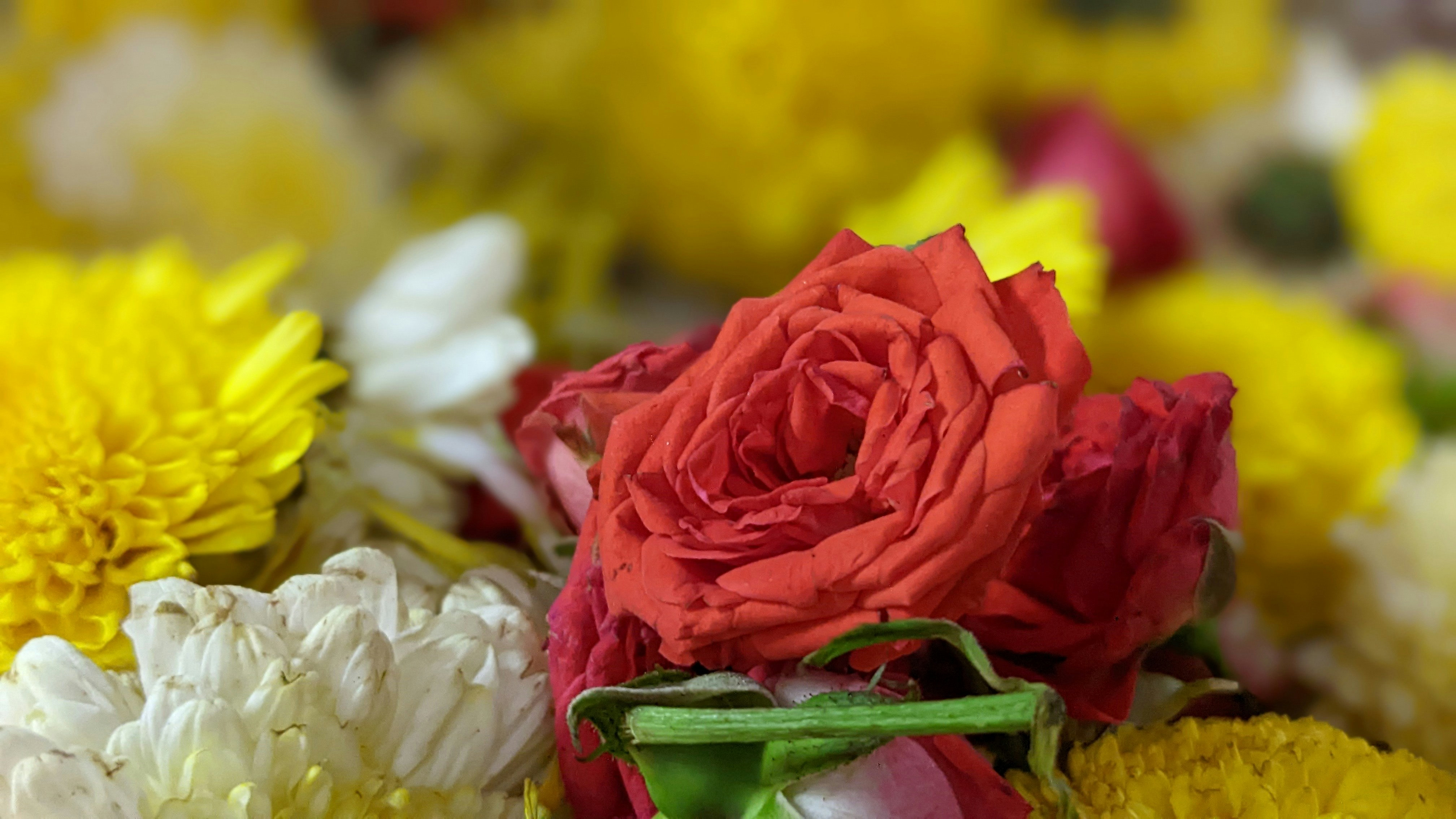 Happy Ill Poya Day Wishes: Heartfelt Blessings & Quotes