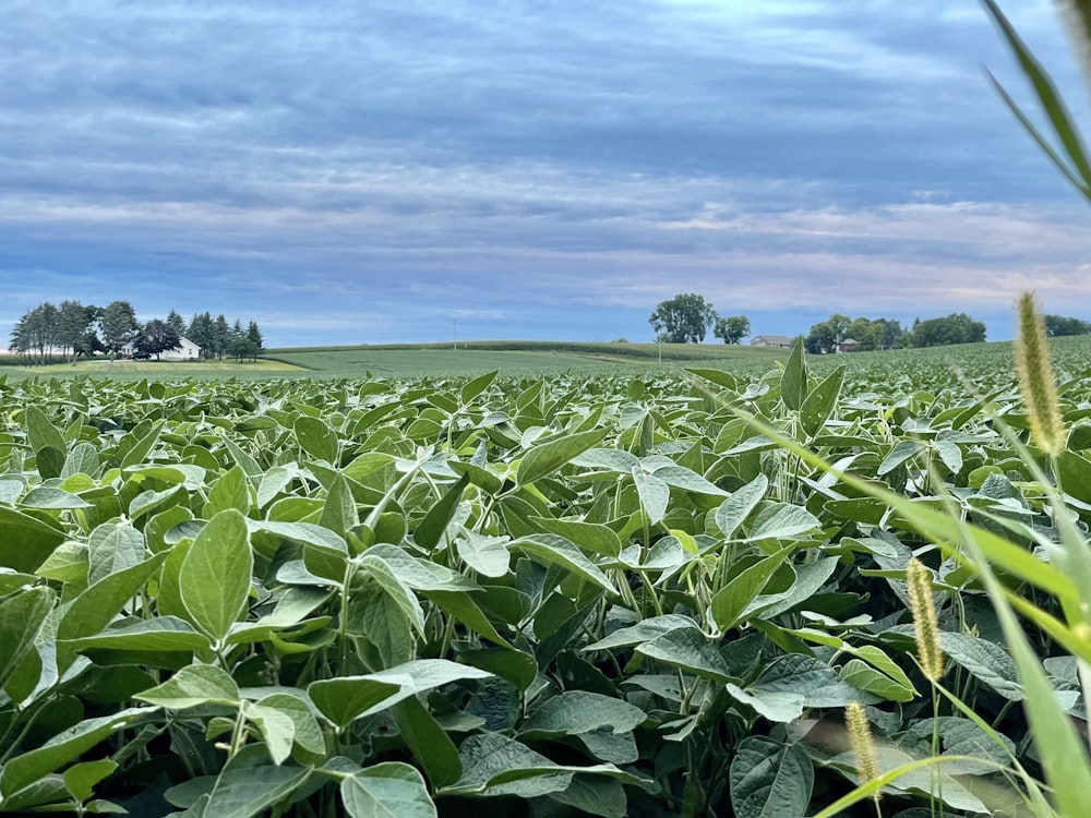 Un campo de plantas verdes