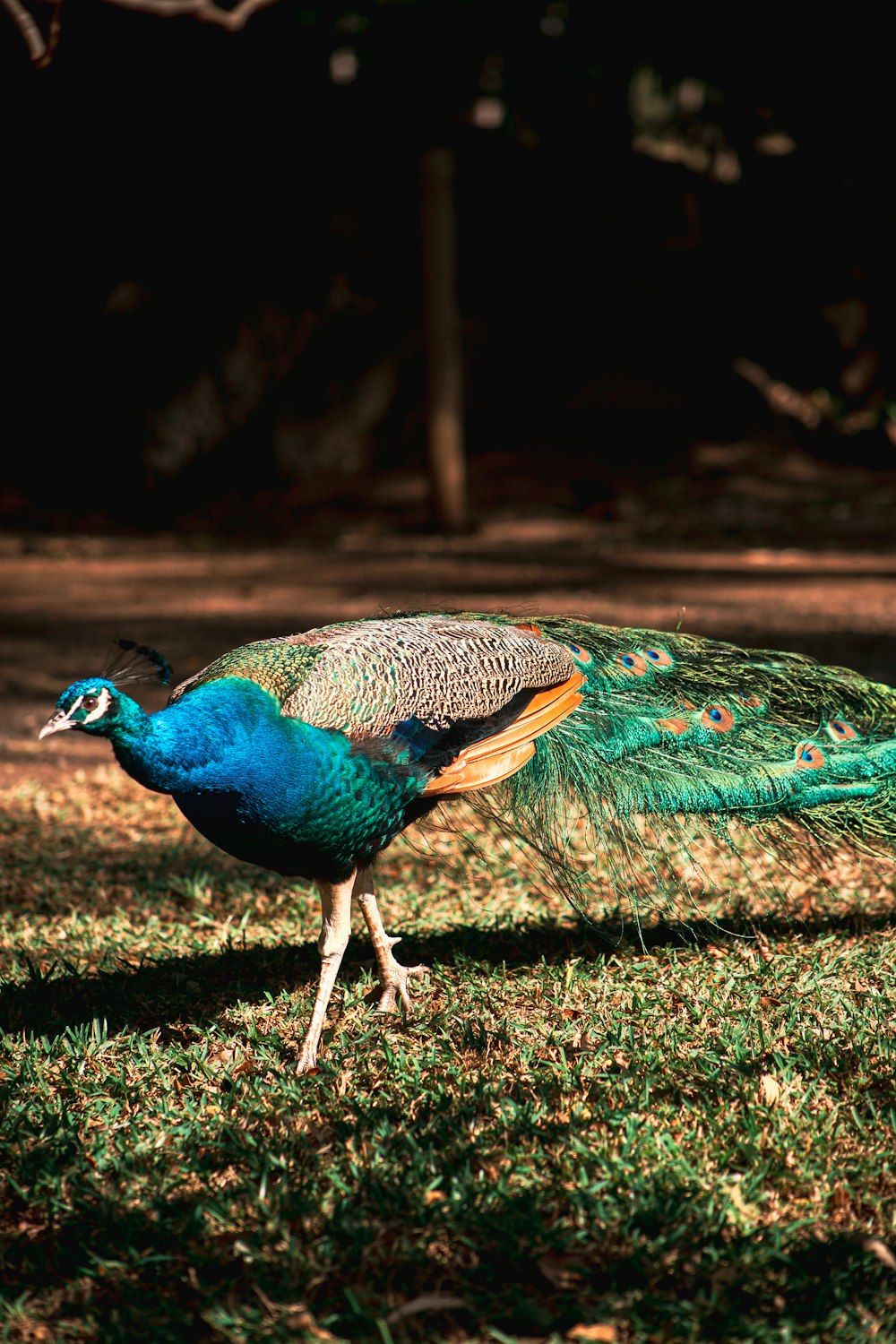 a peacock walking on grass