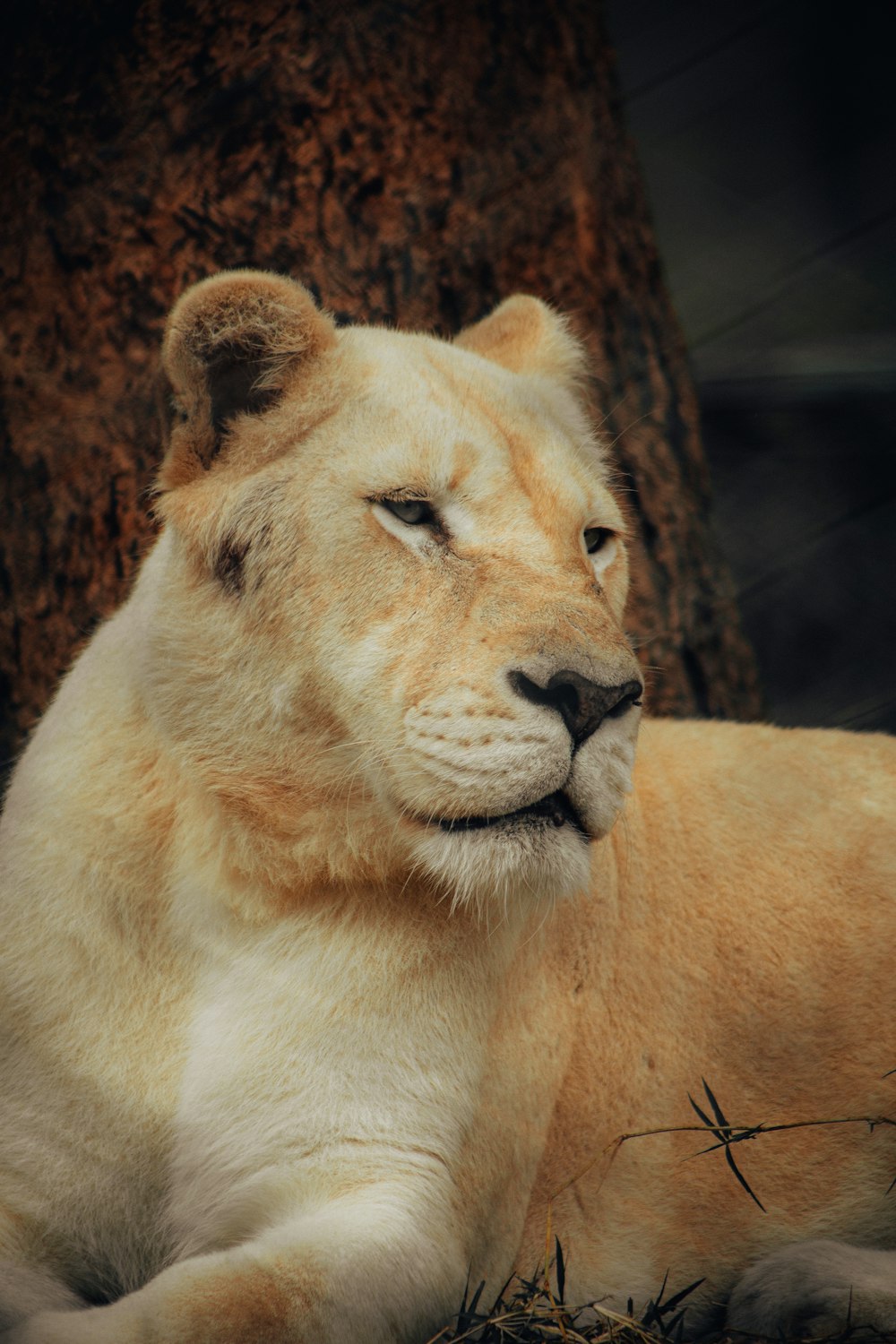 a lion lying down