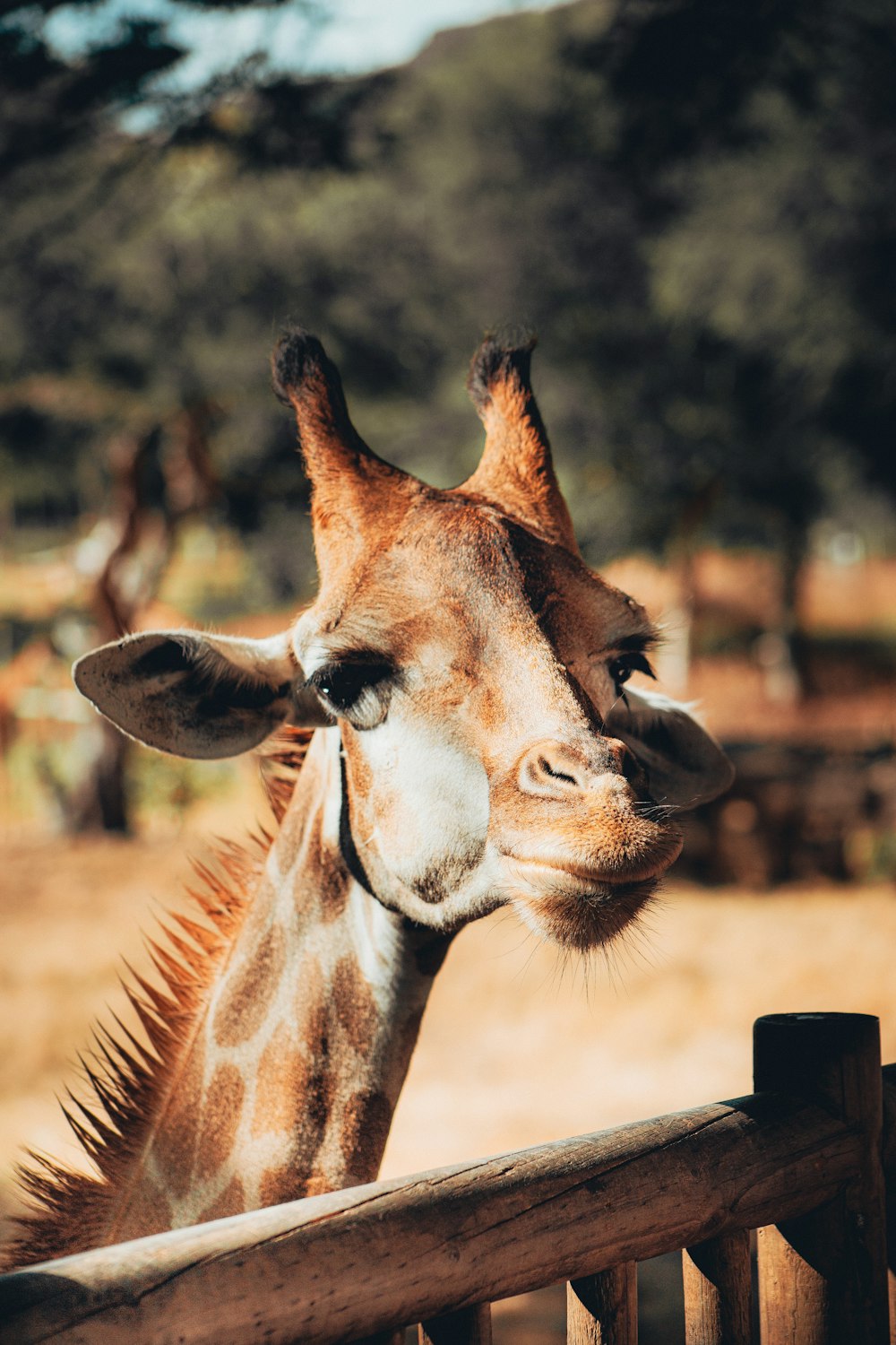 a giraffe leaning over a fence