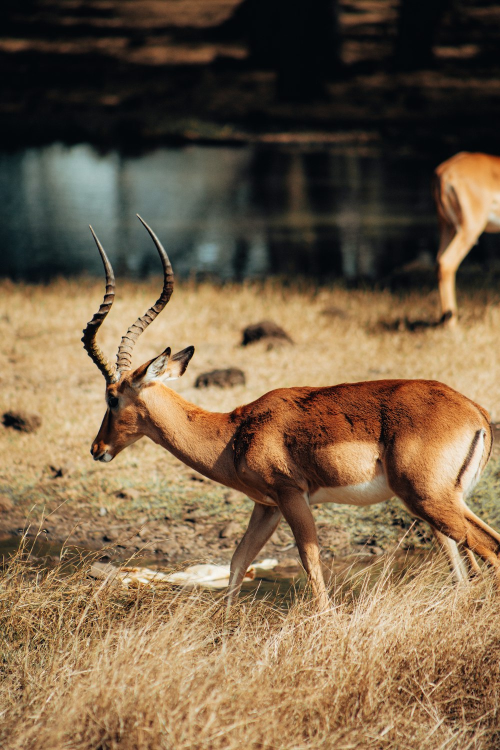 un cerf avec des bois marchant dans un champ