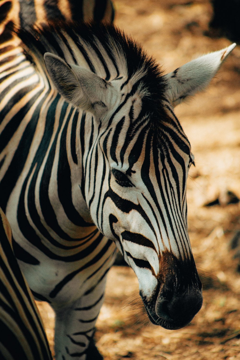 a zebra stands in the dirt