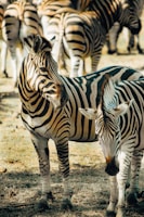 a group of zebras stand in a field
