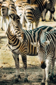 a group of zebras stand in a field