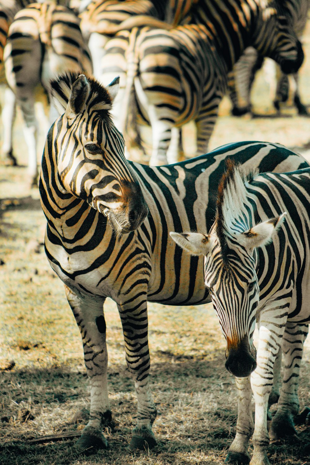 a group of zebras stand in a field