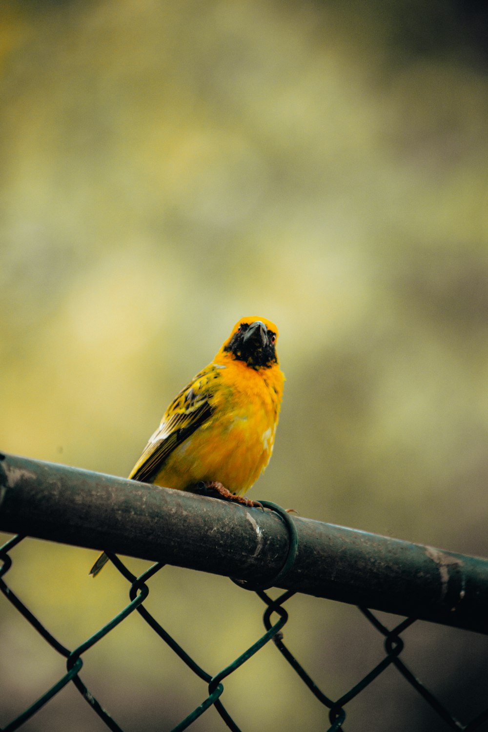 Un oiseau jaune assis sur une branche