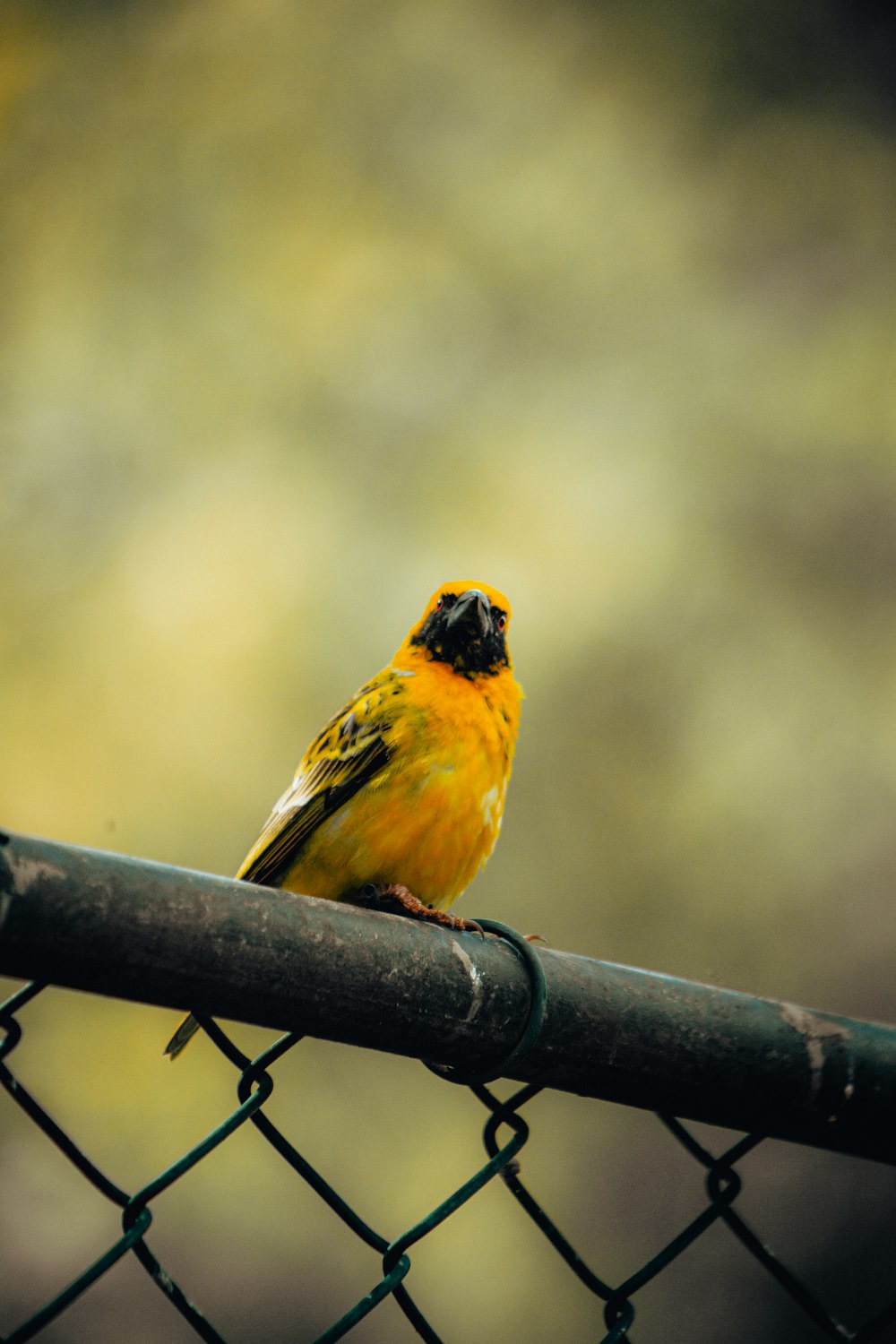 a yellow bird sits on a branch