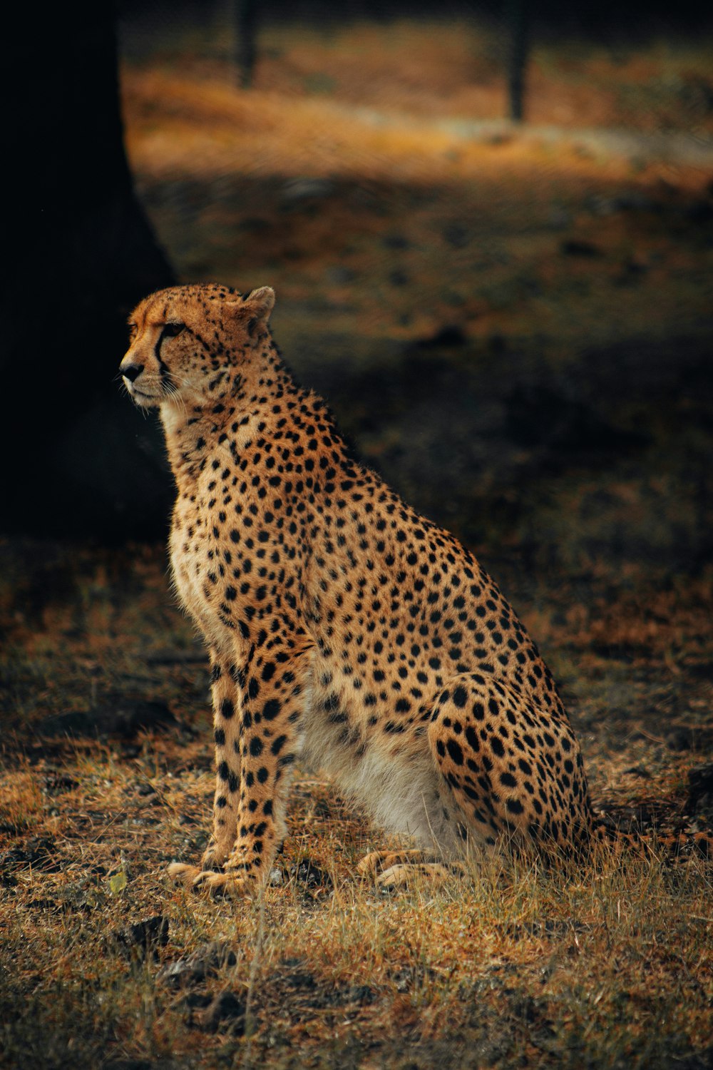 Un guépard debout dans un champ