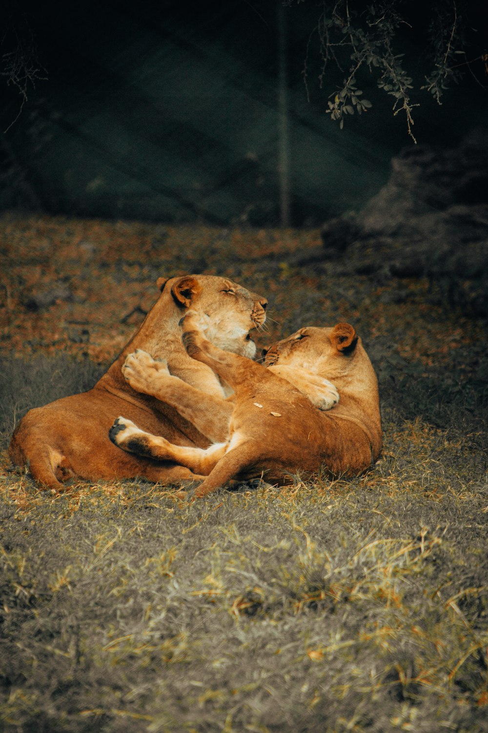 a couple of lions lying down