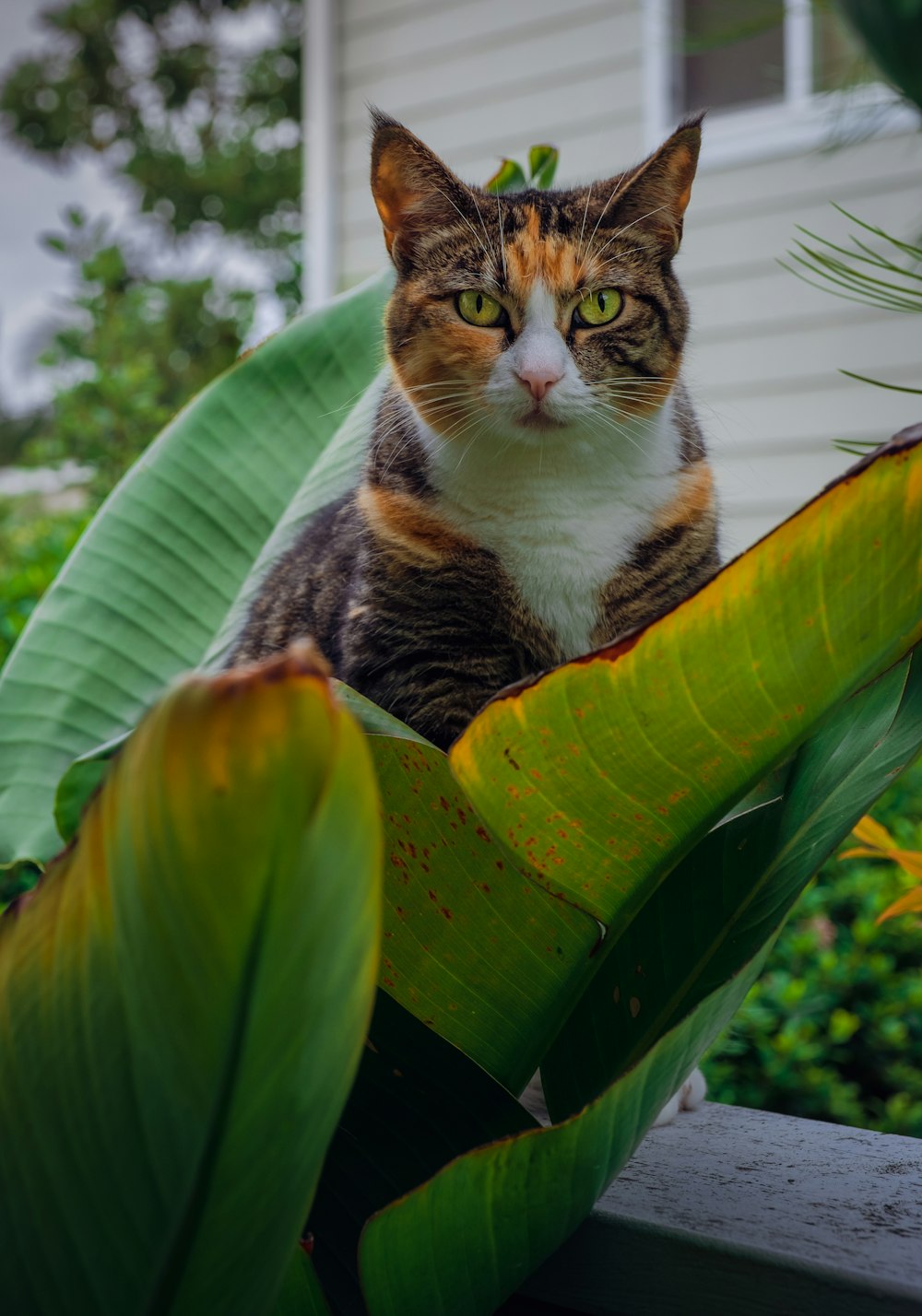 Eine Katze sitzt auf einer Pflanze
