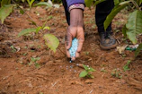 Worker applying eco-friendly soil mixture on a driveway during a sunny day.