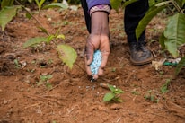 A hand spreading blue granules, likely fertilizer, onto the soil near young plants. The surrounding area is a cultivated agricultural plot with visible green leaves and brown soil.