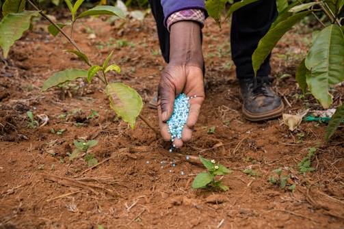 A hand spreading blue granules, likely fertilizer, onto the soil near young plants. The surrounding area is a cultivated agricultural plot with visible green leaves and brown soil.