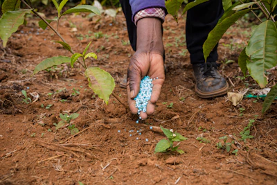Farmer spraying foliar fertilizer on healthy leaves under clear blue sky