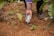 A hand spreading blue granules, likely fertilizer, onto the soil near young plants. The surrounding area is a cultivated agricultural plot with visible green leaves and brown soil.