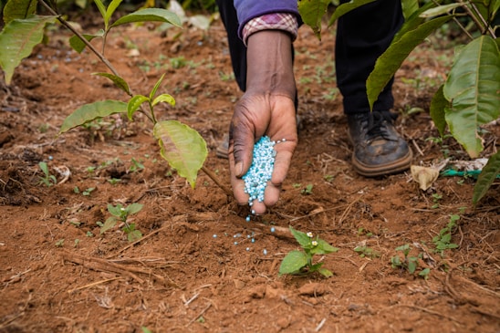 A hand spreading blue granules, likely fertilizer, onto the soil near young plants. The surrounding area is a cultivated agricultural plot with visible green leaves and brown soil.