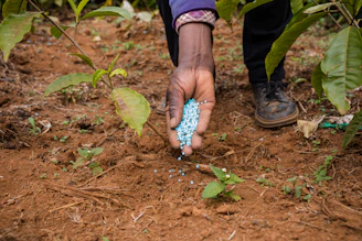 A farmer gently spreading rich, dark organic fertilizer across a vibrant green field under a clear blue sky.