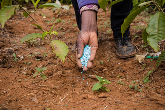 A farmer gently spreading rich, dark organic fertilizer across a vibrant green field under a clear blue sky.