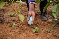 A hand spreading blue granules, likely fertilizer, onto the soil near young plants. The surrounding area is a cultivated agricultural plot with visible green leaves and brown soil.