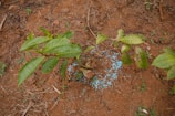 A small plant with several green leaves is growing in reddish-brown soil. Small blue granules are scattered around the base of the plant, possibly fertilizers or nutrients. The surrounding area has a few dead twigs and patches of small green shoots emerging from the soil.