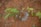 A small plant with several green leaves is growing in reddish-brown soil. Small blue granules are scattered around the base of the plant, possibly fertilizers or nutrients. The surrounding area has a few dead twigs and patches of small green shoots emerging from the soil.